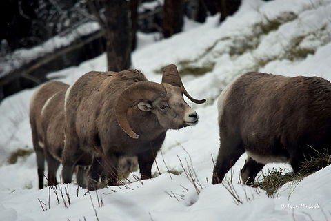 Boys Like Girls ll - Bighorn Sheep - Stagleap Provincial Park, BC A bighorn ram sniffs an ewe while she feeds. Even though this is the post-rut season and the sheep are done breeding, the males can be pushy. This must be a universal behavior seen across many species...Captured in Stagleap Provincial Park, British Columbia, Canada. Bighorn sheep,British Columbia,Canada,Geotagged,Mammals,Ovis canadensis,Stagleap Provincial Park,snow,winter