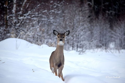 Surprise - Fawn White-tailed Deer - North Idaho This instance is the perfect example why I always carry my camera. I was checking some things at the river for work today when I paused to soak in the scenery and listen to the rushing water. 

As I was taking in the sights and sounds, I noticed something moving quickly out of the corner of my eye. I turned to see this fawn running down the path I had just made in the snow. She came to a skidding halt about 10 meters from me, in this exact position. She did not move for ten seconds as she stared at me.

Eventually she decided that it was not worth her time to proceed any further, and ran back off in the direction she came. Luckily I had my camera, and a quick response! Geotagged,Idaho,Mammals,Odocoileus virginianus,Snow,United States,White-tailed Deer,Winter,winter