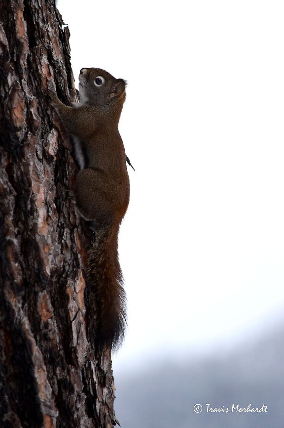 Red Squirrel Portrait I don&#039;t usually take portrait oriented photos, but for this squirrel, it seemed appropriate with how it was oriented on the trunk of this ponderosa pine. Captured on a beautiful day in north Idaho&#039;s Selkirk Mountains. American red squirrel,Geotagged,Idaho,Red Squirrel,Sciurus vulgaris,Tamiasciurus hudsonicus,United States,Winter,mammals