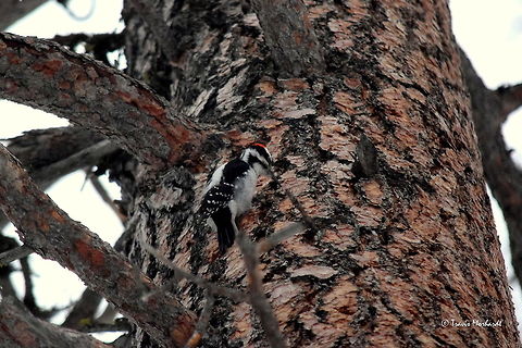 Hairy Woodpecker A hairy woodpecker works away the bark of a ponderosa pine in search of an afternoon snack. Captured in north Idaho's Selkirk Mountains. Geotagged,Hairy Woodpecker,Hairy woodpecker,Idaho,Leuconotopicus villosus,Picoides villosus,United States,Winter,birds