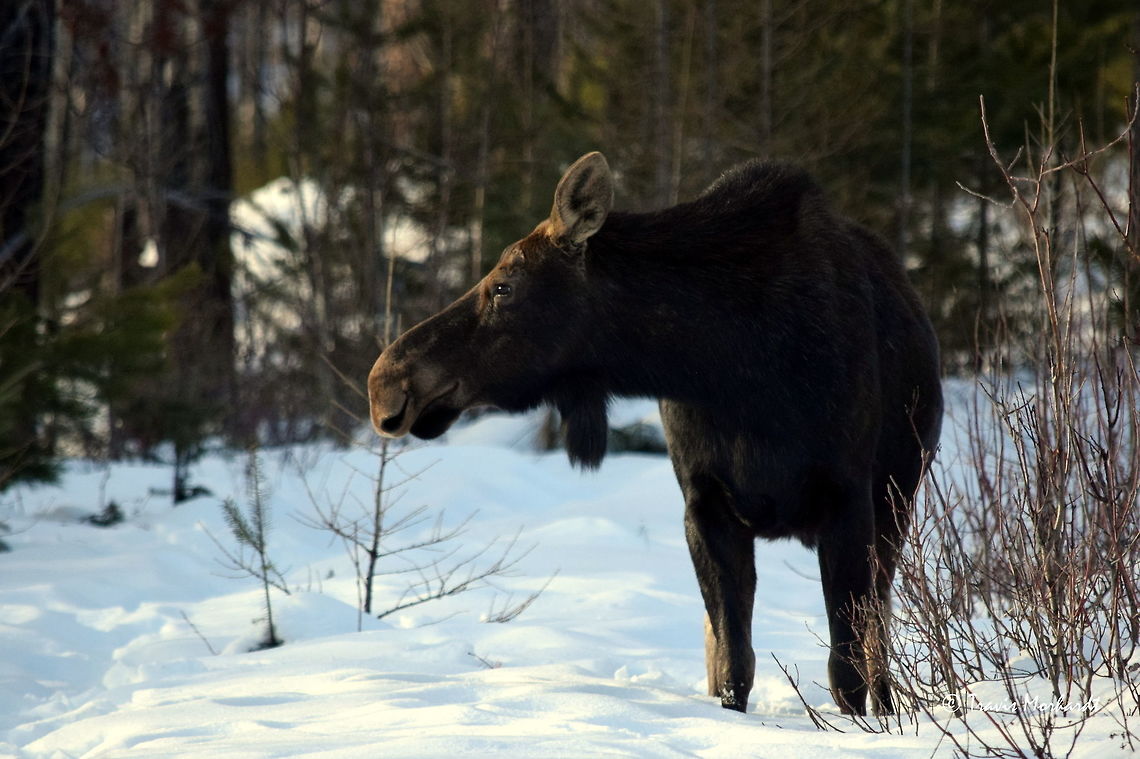 Pregnant Cow Moose - North Idaho This large cow moose was standing in the middle of an old logging road I was snowshoeing on when I turned a corner. We stared at each other, neither of us moving for several minutes. Eventually she relaxed and started moving her ears around, a sign that she started to become less interested in me and more interested in the other noises around her. <br />
<br />
In my other photos of her, a very large and round belly is noticeable, indicating that she is with calf. I like this photo because she seems to almost be smiling as she turns her head to catch the fleeting sunlight before it disappears behind the Selkirk Mountains. Everything seems to stop and soak the sun in when it makes a rare appearance during the gloomy north Idaho winter. Alces alces,Geotagged,Idaho,Moose,United States,Winter,mammals