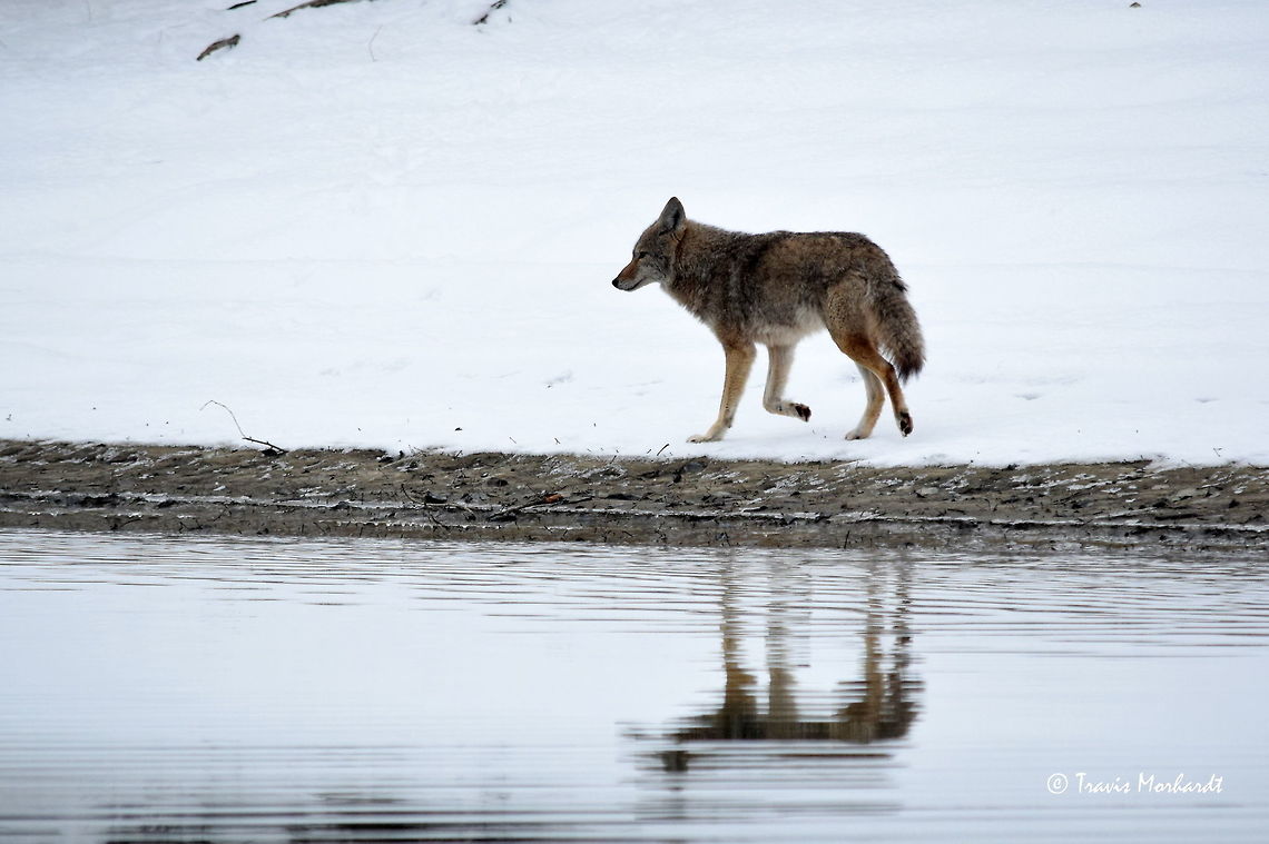 River Coyote - British Columbia This coyote was one of three we came across while speeding down the river this morning, with a total of five spotted all day. We slowed down so I could grab a photo of this one as it trotted away from our encroaching boat. They may be considered vermin by most, myself included, but they are beautiful nonetheless.<br />
<br />
I once read a newspaper article that stated that a couple had found a coyote den with a littler pups in it. They set up a trail camera to monitor the parents' activity. Within a 48 hour period, the adults had brought back 25 white-tailed deer fawns to the den. That is some serious culling of a local deer population by a veracious wild dog.  British Columbia,Canada,Canis latrans lestes,Geotagged,Mountain coyote,Winter,mammals,predators