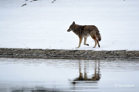 River Coyote - British Columbia This coyote was one of three we came across while speeding down the river this morning, with a total of five spotted all day. We slowed down so I could grab a photo of this one as it trotted away from our encroaching boat. They may be considered vermin by most, myself included, but they are beautiful nonetheless.

I once read a newspaper article that stated that a couple had found a coyote den with a littler pups in it. They set up a trail camera to monitor the parents' activity. Within a 48 hour period, the adults had brought back 25 white-tailed deer fawns to the den. That is some serious culling of a local deer population by a veracious wild dog.  British Columbia,Canada,Canis latrans lestes,Geotagged,Mountain coyote,Winter,mammals,predators