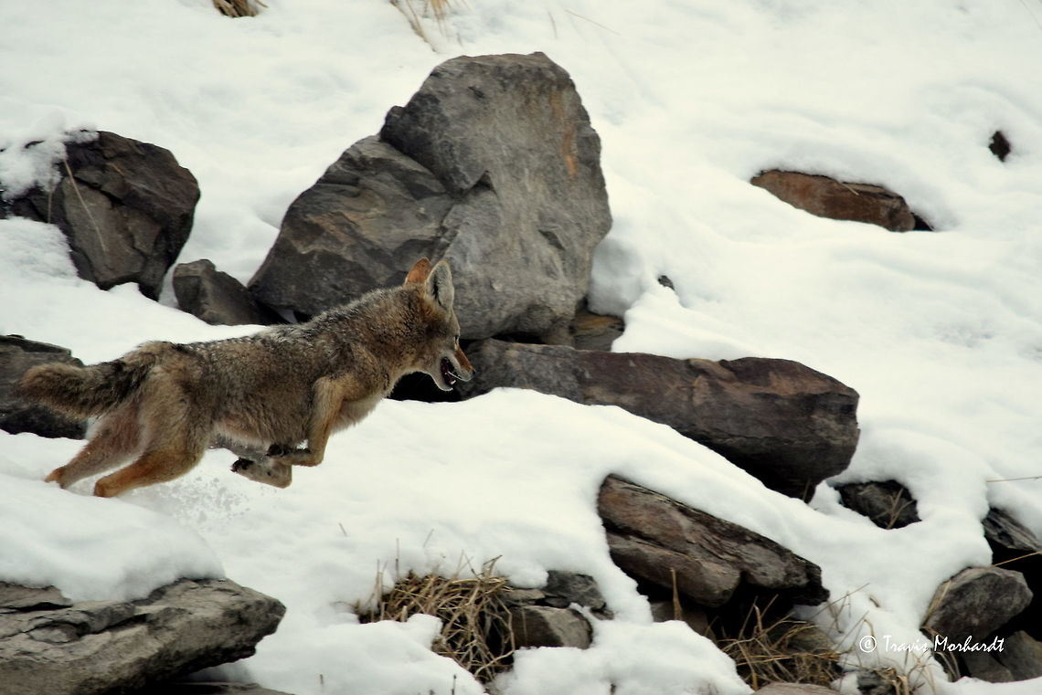 Coyote in Action - British Columbia We often see coyotes on the river bank while driving up and down the river for work, and we often &quot;chase&quot; them. We are not really chasing them of course. We are just running the river in our boat, but they don&#039;t know that. They are very skittish animals, and they do what they do best when startled: run. <br />
<br />
This particular dog did just that, and for along time. Usually a coyote will do one of two things when we get close to it in our boat: it will either run up the bank and out of sight, or it will simply stop and lie down real low. This dog did neither. It just kept running, making for some interesting shots. This is the best from the series.<br />
<br />
Mind you that our boat cruises at around 40 kilometers an hour and this dog is in a full out sprint. Action,British Columbia,Canada,Canis latrans lestes,Geotagged,Mountain coyote,Winter,mammals,predators