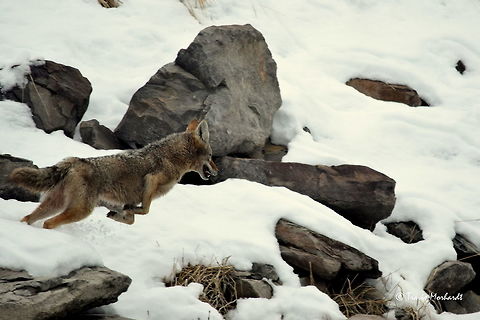 Coyote in Action - British Columbia We often see coyotes on the river bank while driving up and down the river for work, and we often "chase" them. We are not really chasing them of course. We are just running the river in our boat, but they don't know that. They are very skittish animals, and they do what they do best when startled: run. 

This particular dog did just that, and for along time. Usually a coyote will do one of two things when we get close to it in our boat: it will either run up the bank and out of sight, or it will simply stop and lie down real low. This dog did neither. It just kept running, making for some interesting shots. This is the best from the series.

Mind you that our boat cruises at around 40 kilometers an hour and this dog is in a full out sprint. Action,British Columbia,Canada,Canis latrans lestes,Geotagged,Mountain coyote,Winter,mammals,predators