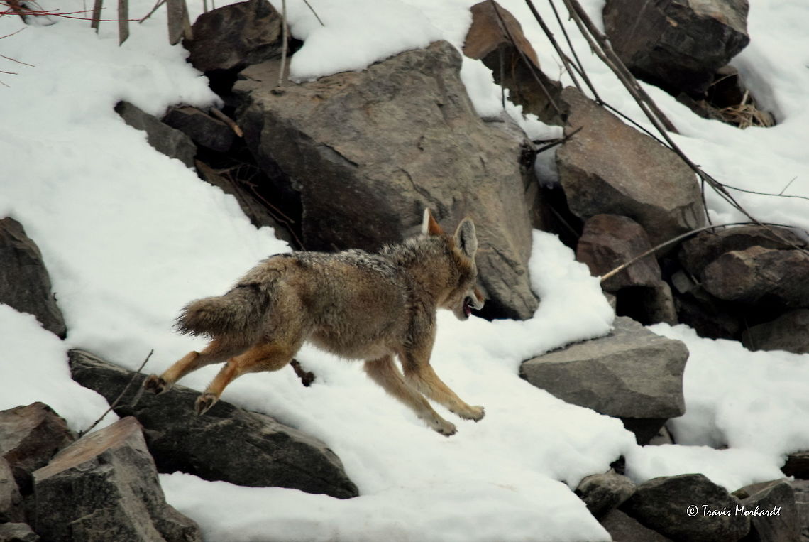 Coyote in Action ll - British Columbia Another shot of the &quot;running coyote&quot;, per request from user Back Water Fox.  Action,British Columbia,Canada,Canis latrans lestes,Geotagged,Mountain coyote,Winter,mammals,predators