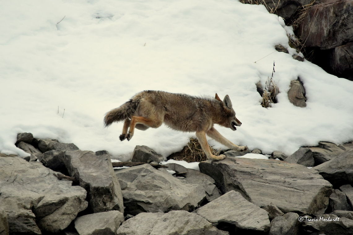 Coyote in Action lll - British Columbia Another photo from the "running coyote", per request from user Back Water Fox. Canada,Canis latrans lestes,Geotagged,Mountain coyote,Winter,action,mammals,predators