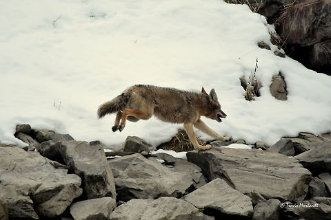 Coyote in Action lll - British Columbia Another photo from the "running coyote", per request from user Back Water Fox. Canada,Canis latrans lestes,Geotagged,Mountain coyote,Winter,action,mammals,predators