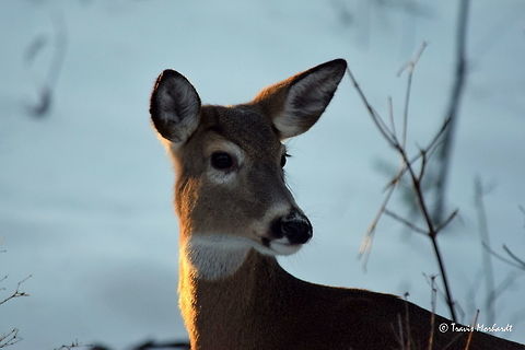 Portrait of a White-tailed Deer This doe crossed the road in front of me while I was out exploring new areas from my truck this afternoon after work. I slowly pulled up and she stood, albeit timidly, at the side of the road. The light was poor, but there was an interesting back light on her neck and ears, so I took a few shots. It is certainly not my favorite deer photo, but the more I look at it, the more I like it. Captured in rural north Idaho. Geotagged,Idaho,Odocoileus virginianus,United States,White-tailed Deer,Winter,mammals
