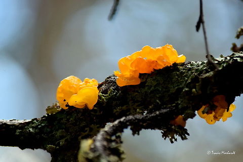 Witch's Butter This stuff was just about everywhere I looked while out hiking around today. We have had a big warm-up here the past few days and most of the snow is gone, save the higher peaks and some north facing slopes. This fungus is easy to spot, and grows quickly once the snow is gone. Captured in north Idaho's Selkirk Mountains. Fungi,Geotagged,Idaho,Tremella mesenterica,United States,Winter