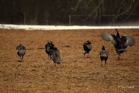 Nothing But Turkeys - North Idaho A flock of wild turkeys browse through a private pasture during an unseasonably warm and rainy day in north Idaho. Birds,Geotagged,Idaho,Meleagris gallopavo,United States,Wild turkey,Winter,rain