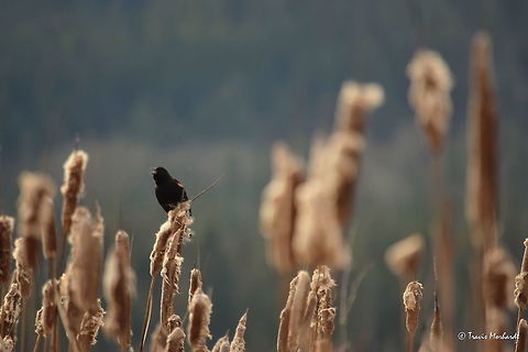 Red-winged Blackbird - Early Spring This male red-winged blackbird has a very distinct sound and takes me back to my childhood growing up in the mid-west United States where they were very abundant and could be heard all spring and throughout the summer. They are a sure sign that spring is coming, as they are some of the first birds to migrate back north. Looks like spring will be early this year! Captured on McArthur Lake, north Idaho. Agelaius phoeniceus,Geotagged,Idaho,Red-winged blackbird,United States,Winter,birds