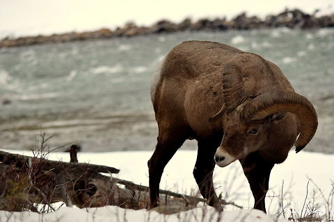 Bighorn Ram - Yellowstone River A bighorn ram browses through the shallow snow looking for grass to eat along the banks of the Yellowstone River in Yellowstone National Park. Bighorn sheep,Geotagged,Mammals,Ovis canadensis,United States,Winter,Wyoming,Yellowstone National Park