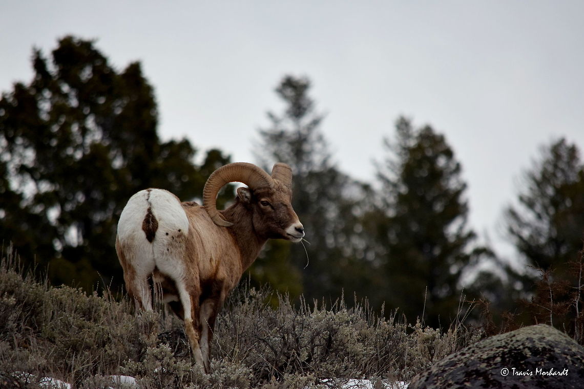 Bighorn Ram - Country Boy Bighorn sheep do what all other ungulates found throughout Yellowstone National Park in the winter do - eat nonstop. They must eat enough calories to keep up their metabolism and weight if they are to last through the harsh conditions. This ram shown here reminded me of an old farmer because he would chew the grass with most of it hanging out of his mouth, like a farmer chewing on a piece of straw. Bighorn sheep,Geotagged,Mammals,Ovis canadensis,United States,Winter,Wyoming,Yellowstone National Park