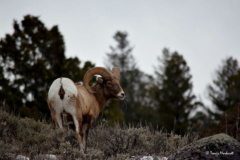 Bighorn Ram - Country Boy Bighorn sheep do what all other ungulates found throughout Yellowstone National Park in the winter do - eat nonstop. They must eat enough calories to keep up their metabolism and weight if they are to last through the harsh conditions. This ram shown here reminded me of an old farmer because he would chew the grass with most of it hanging out of his mouth, like a farmer chewing on a piece of straw. Bighorn sheep,Geotagged,Mammals,Ovis canadensis,United States,Winter,Wyoming,Yellowstone National Park