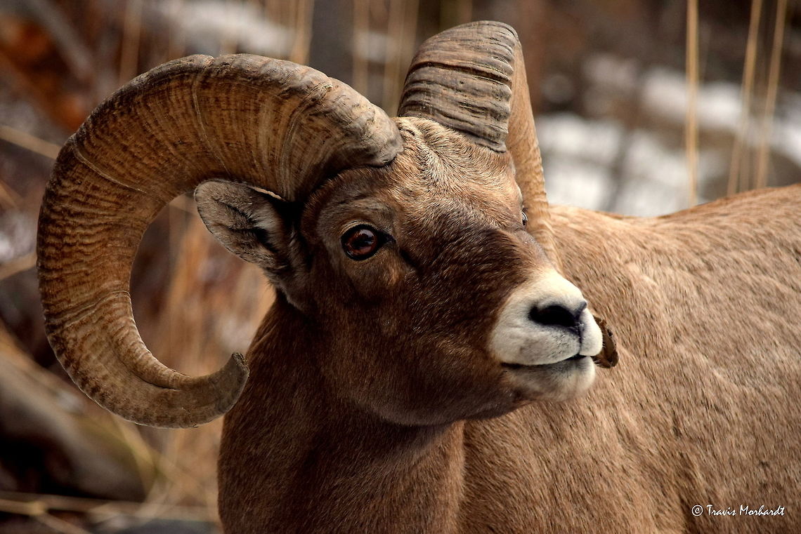 Portrait of a Bighorn Ram While watching some bighorn rams in Yellowstone National Park, this ram approached the area I was crouched in to a distance that made even myself uncomfortable. Likely, this mature ram would not show any aggression towards me, but he is wild and unpredictable. I was waiting by the Yellowstone River for the rams to come down for a drink or eat grass by along the river bank when he walked up and starting browsing at a distance of only 4 or 5 meters! He was even kind enough to pose for me. Bighorn sheep,Geotagged,Mammals,Ovis canadensis,United States,Winter,Wyoming,Yellowstone National Park