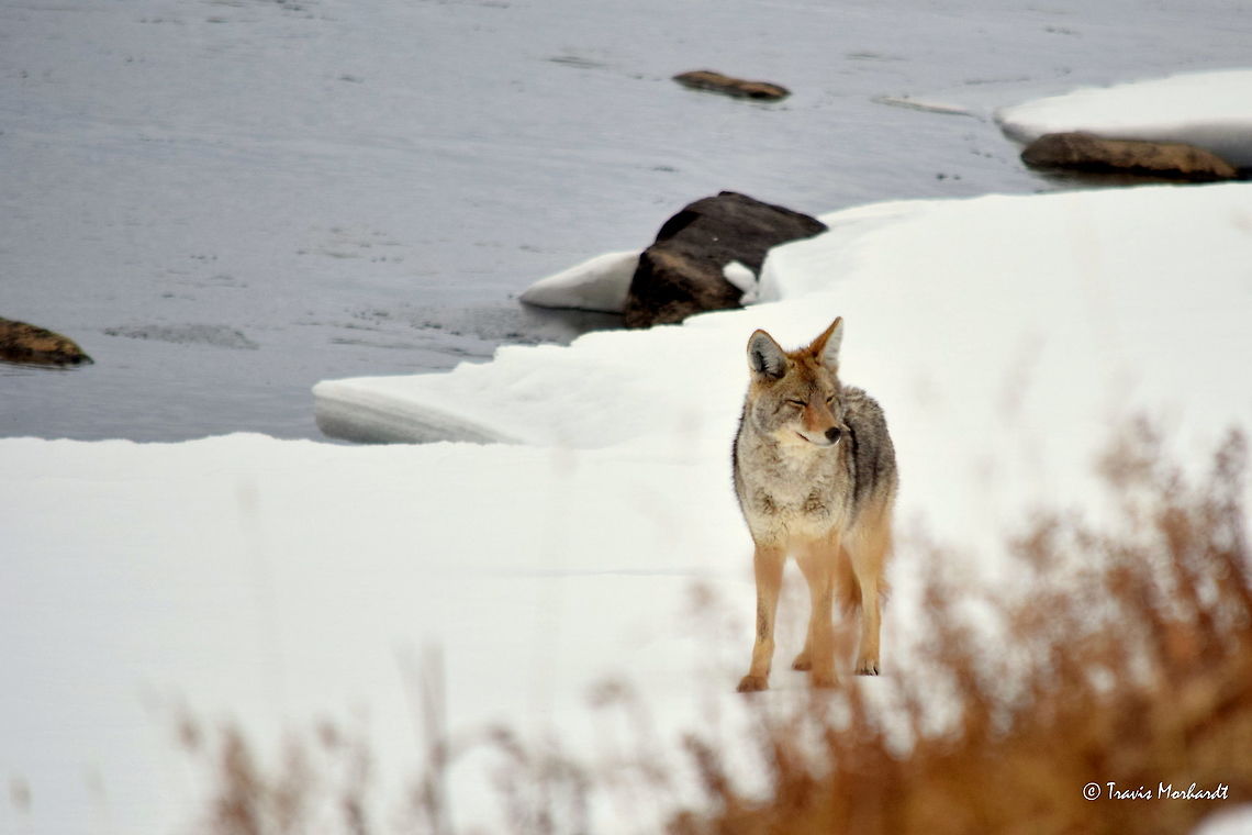 Coyote - Lamar River, YNP A coyote pauses on his route along the Lamar River in Yellowstone National Park. Many visitors mistake these beautiful dogs for wolves when visiting the park, but they smaller than their cousins and have larger ears and bushier tails. Canis latrans lestes,Geotagged,Mountain coyote,United States,Winter,Wyoming,Yellowstone National Park,mammals