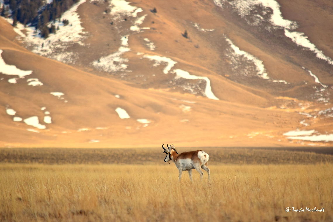 Pronghorn Buck - Speed Goat Pronghorn are the fastest land mammal in North America and can run at speeds up to 50-60 miles per hour (80-95 kph). They are the second fastest land mammal in the world, only beaten by the cheetah. Some evidence suggests that they can run so fast because they evolved with a now extinct American cheetah species that once hunted them, as no other extant predator on the continent can run anywhere near as fast. Captured near Ennis, Montana. Antilocapra americana,Geotagged,Montana,Pronghorn,United States,Winter,mammals