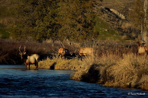 Boys Will Be Boys l This is the beginning of a ten photo series I am calling Boys Will Be Boys. It goes through a progression of photos that show a group of young bull elk sparring with the head bull of the heard, and ends with one of the younger bulls having a funny and embarrassing mishap. Here you see a young bull sparring with the head bull of the heard on a warm, sunny afternoon in Montana's National Bison Range.

Next Photo
http://www.jungledragon.com/image/26652/boys_will_be_boys_ll.html Cervus canadensis,Elk,Geotagged,Montana,National Bison Range,United States,Winter,mammals