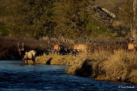 Boys Will Be Boys l This is the beginning of a ten photo series I am calling Boys Will Be Boys. It goes through a progression of photos that show a group of young bull elk sparring with the head bull of the heard, and ends with one of the younger bulls having a funny and embarrassing mishap. Here you see a young bull sparring with the head bull of the heard on a warm, sunny afternoon in Montana's National Bison Range.<br />
<br />
Next Photo<br />
http://www.jungledragon.com/image/26652/boys_will_be_boys_ll.html Cervus canadensis,Elk,Geotagged,Montana,National Bison Range,United States,Winter,mammals