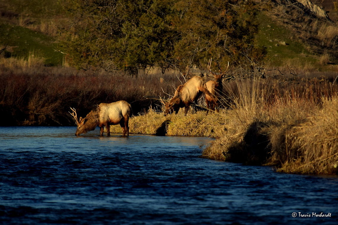 Boys Will Be Boys ll In the second photo of the series Boys Will Be Boys, we see that the young bull elk has decided that he cannot beat the old bull and shows some &quot;teen angst&quot; as he bucks and kicks is hind feet in the air. The old bull watches from behind as he is happy with himself for being victorious over yet another young, scrappy bull elk.<br />
<br />
Previous Photo<br />
<figure class="photo"><a href="https://www.jungledragon.com/image/26651/boys_will_be_boys_l.html" title="Boys Will Be Boys l"><img src="https://s3.amazonaws.com/media.jungledragon.com/images/797/26651_thumb.JPG?AWSAccessKeyId=05GMT0V3GWVNE7GGM1R2&Expires=1763596810&Signature=7al99DwZDUyUirR9MhniA11xVN8%3D" width="200" height="134" alt="Boys Will Be Boys l This is the beginning of a ten photo series I am calling Boys Will Be Boys. It goes through a progression of photos that show a group of young bull elk sparring with the head bull of the heard, and ends with one of the younger bulls having a funny and embarrassing mishap. Here you see a young bull sparring with the head bull of the heard on a warm, sunny afternoon in Montana&#039;s National Bison Range.<br />
<br />
Next Photo<br />
http://www.jungledragon.com/image/26652/boys_will_be_boys_ll.html Cervus canadensis,Elk,Geotagged,Montana,National Bison Range,United States,Winter,mammals" /></a></figure><br />
<br />
Next Photo<br />
<figure class="photo"><a href="https://www.jungledragon.com/image/26653/boys_will_be_boys_lll.html" title="Boys Will Be Boys lll"><img src="https://s3.amazonaws.com/media.jungledragon.com/images/797/26653_thumb.JPG?AWSAccessKeyId=05GMT0V3GWVNE7GGM1R2&Expires=1763596810&Signature=dd6DEHzelCpXyQKmz08rlqs9iAk%3D" width="200" height="134" alt="Boys Will Be Boys lll In this photo from the series we see the young bull who was just defeated by the old bull leaping off the bank into the river, along side of another young bull in Montana&#039;s National Bison Range.<br />
<br />
Previous Photo<br />
http://www.jungledragon.com/image/26652/boys_will_be_boys_ll.html<br />
<br />
Next Photo<br />
http://www.jungledragon.com/image/26654/boys_will_be_boys_lv.html Cervus canadensis,Elk,Geotagged,Montana,National Bison Range,United States,Winter,mammals" /></a></figure> Cervus canadensis,Elk,Geotagged,Montana,National Bison Range,United States,Winter,mammals
