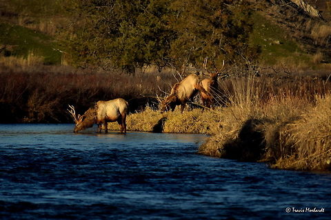 Boys Will Be Boys ll In the second photo of the series Boys Will Be Boys, we see that the young bull elk has decided that he cannot beat the old bull and shows some "teen angst" as he bucks and kicks is hind feet in the air. The old bull watches from behind as he is happy with himself for being victorious over yet another young, scrappy bull elk.

Previous Photo
http://www.jungledragon.com/image/26651/boys_will_be_boys_l.html

Next Photo
http://www.jungledragon.com/image/26653/boys_will_be_boys_lll.html Cervus canadensis,Elk,Geotagged,Montana,National Bison Range,United States,Winter,mammals