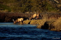 Boys Will Be Boys ll In the second photo of the series Boys Will Be Boys, we see that the young bull elk has decided that he cannot beat the old bull and shows some "teen angst" as he bucks and kicks is hind feet in the air. The old bull watches from behind as he is happy with himself for being victorious over yet another young, scrappy bull elk.<br />
<br />
Previous Photo<br />
http://www.jungledragon.com/image/26651/boys_will_be_boys_l.html<br />
<br />
Next Photo<br />
http://www.jungledragon.com/image/26653/boys_will_be_boys_lll.html Cervus canadensis,Elk,Geotagged,Montana,National Bison Range,United States,Winter,mammals