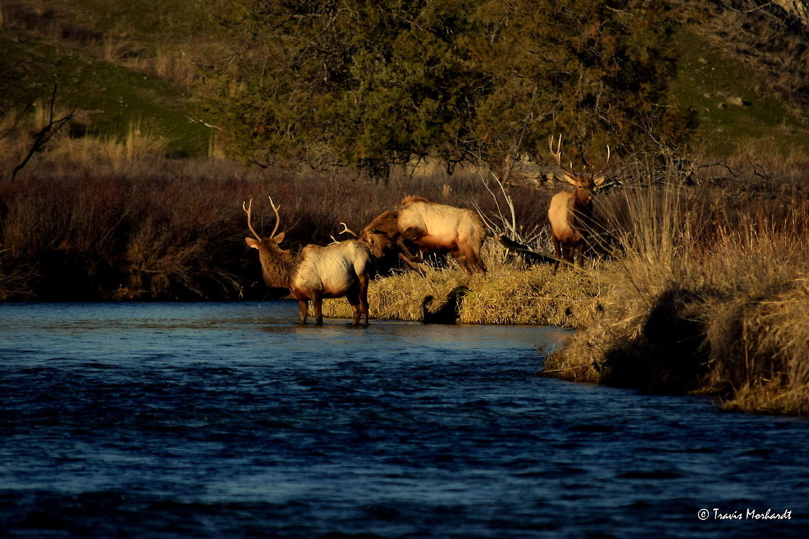 Boys Will Be Boys lll In this photo from the series we see the young bull who was just defeated by the old bull leaping off the bank into the river, along side of another young bull in Montana&#039;s National Bison Range.<br />
<br />
Previous Photo<br />
<figure class="photo"><a href="https://www.jungledragon.com/image/26652/boys_will_be_boys_ll.html" title="Boys Will Be Boys ll"><img src="https://s3.amazonaws.com/media.jungledragon.com/images/797/26652_thumb.JPG?AWSAccessKeyId=05GMT0V3GWVNE7GGM1R2&Expires=1759968010&Signature=vSCJF3Jww9lmyHqA%2BBjFP0PY%2Bpc%3D" width="200" height="134" alt="Boys Will Be Boys ll In the second photo of the series Boys Will Be Boys, we see that the young bull elk has decided that he cannot beat the old bull and shows some &quot;teen angst&quot; as he bucks and kicks is hind feet in the air. The old bull watches from behind as he is happy with himself for being victorious over yet another young, scrappy bull elk.<br />
<br />
Previous Photo<br />
http://www.jungledragon.com/image/26651/boys_will_be_boys_l.html<br />
<br />
Next Photo<br />
http://www.jungledragon.com/image/26653/boys_will_be_boys_lll.html Cervus canadensis,Elk,Geotagged,Montana,National Bison Range,United States,Winter,mammals" /></a></figure><br />
<br />
Next Photo<br />
<figure class="photo"><a href="https://www.jungledragon.com/image/26654/boys_will_be_boys_lv.html" title="Boys Will Be Boys lV"><img src="https://s3.amazonaws.com/media.jungledragon.com/images/797/26654_thumb.JPG?AWSAccessKeyId=05GMT0V3GWVNE7GGM1R2&Expires=1759968010&Signature=C9qNfQ80m3AtslKFFq2DSK0%2BHQM%3D" width="200" height="134" alt="Boys Will Be Boys lV In the photo from the series, we see the young bull still has some fight in him and he decides to go face to face with the other young bull that is standing in the river. The river bull accepts the challenge with lowered head and for a brief moment their antlers connect.<br />
<br />
Previous Photo<br />
http://www.jungledragon.com/image/26653/boys_will_be_boys_lll.html<br />
<br />
Next Photo<br />
http://www.jungledragon.com/image/26655/boys_will_be_boys_v.html Cervus canadensis,Elk,Geotagged,Montana,National Bison Range,United States,Winter,mammals" /></a></figure> Cervus canadensis,Elk,Geotagged,Montana,National Bison Range,United States,Winter,mammals