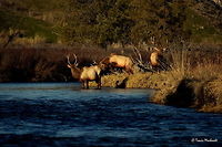 Boys Will Be Boys lll In this photo from the series we see the young bull who was just defeated by the old bull leaping off the bank into the river, along side of another young bull in Montana's National Bison Range.<br />
<br />
Previous Photo<br />
http://www.jungledragon.com/image/26652/boys_will_be_boys_ll.html<br />
<br />
Next Photo<br />
http://www.jungledragon.com/image/26654/boys_will_be_boys_lv.html Cervus canadensis,Elk,Geotagged,Montana,National Bison Range,United States,Winter,mammals