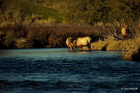 Boys Will Be Boys lV In the photo from the series, we see the young bull still has some fight in him and he decides to go face to face with the other young bull that is standing in the river. The river bull accepts the challenge with lowered head and for a brief moment their antlers connect.

Previous Photo
http://www.jungledragon.com/image/26653/boys_will_be_boys_lll.html

Next Photo
http://www.jungledragon.com/image/26655/boys_will_be_boys_v.html Cervus canadensis,Elk,Geotagged,Montana,National Bison Range,United States,Winter,mammals