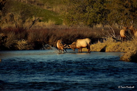 Boys Will Be Boys V What the young challenging bull does not realize is that he has too much momentum going from jumping from the bank into the river and begins to fall away from his newly picked fight.

Previous Photo
http://www.jungledragon.com/image/26654/boys_will_be_boys_lv.html

Next Photo
http://www.jungledragon.com/image/26656/boys_will_be_boys_vl.html Cervus canadensis,Elk,Geotagged,Montana,National Bison Range,United States,Winter,mammals