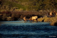 Boys Will Be Boys V What the young challenging bull does not realize is that he has too much momentum going from jumping from the bank into the river and begins to fall away from his newly picked fight.<br />
<br />
Previous Photo<br />
http://www.jungledragon.com/image/26654/boys_will_be_boys_lv.html<br />
<br />
Next Photo<br />
http://www.jungledragon.com/image/26656/boys_will_be_boys_vl.html Cervus canadensis,Elk,Geotagged,Montana,National Bison Range,United States,Winter,mammals