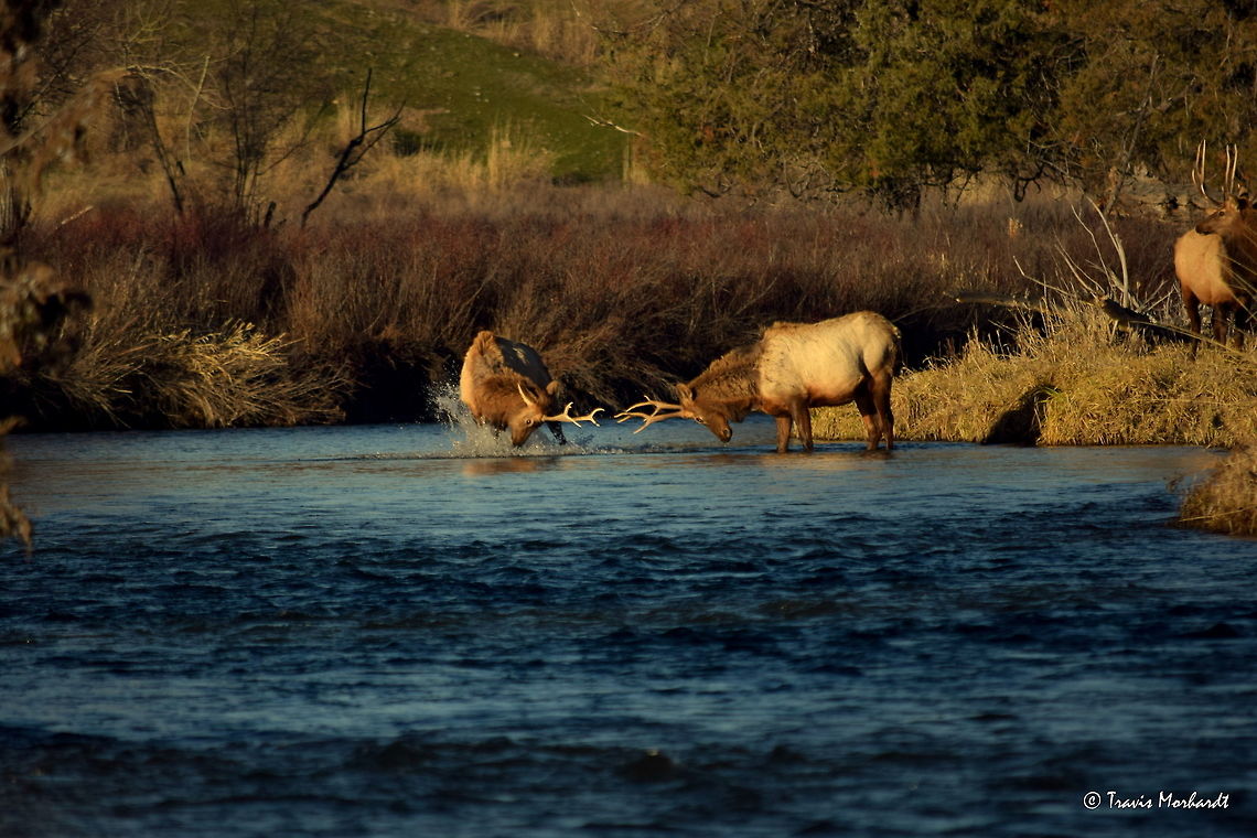Boys Will Be Boys Vl In this photo from the series Boys Will Be Boys, the young challenging bull continues to fall away from the sparring match. He tries to find his footing on the slippery rocky stream bottom, but seems to have difficulty.<br />
<br />
Previous Photo<br />
<figure class="photo"><a href="https://www.jungledragon.com/image/26655/boys_will_be_boys_v.html" title="Boys Will Be Boys V"><img src="https://s3.amazonaws.com/media.jungledragon.com/images/797/26655_thumb.JPG?AWSAccessKeyId=05GMT0V3GWVNE7GGM1R2&Expires=1763596810&Signature=sAGWfHIXQMXfsJaZTEAKVXyUYzk%3D" width="200" height="134" alt="Boys Will Be Boys V What the young challenging bull does not realize is that he has too much momentum going from jumping from the bank into the river and begins to fall away from his newly picked fight.<br />
<br />
Previous Photo<br />
http://www.jungledragon.com/image/26654/boys_will_be_boys_lv.html<br />
<br />
Next Photo<br />
http://www.jungledragon.com/image/26656/boys_will_be_boys_vl.html Cervus canadensis,Elk,Geotagged,Montana,National Bison Range,United States,Winter,mammals" /></a></figure><br />
<br />
Next Photo<br />
<figure class="photo"><a href="https://www.jungledragon.com/image/26658/boys_will_be_boys_vll.html" title="Boys Will Be Boys Vll"><img src="https://s3.amazonaws.com/media.jungledragon.com/images/797/26658_thumb.JPG?AWSAccessKeyId=05GMT0V3GWVNE7GGM1R2&Expires=1763596810&Signature=6xxkb%2Fe0Mpny1Sm7XrZExAiic5I%3D" width="200" height="134" alt="Boys Will Be Boys Vll Here you see the young bull elk is having difficulty finding his footing on the rocky stream bottom as he continues to fall away from the other young bull. The other bull can only look on as his partner starts to soak himself in his own shame, and the water from the river. <br />
<br />
Previous Photo<br />
http://www.jungledragon.com/image/26656/boys_will_be_boys_vl.html<br />
<br />
Next Photo<br />
http://www.jungledragon.com/image/26659/boys_will_be_boys_vlll.html Cervus canadensis,Elk,Geotagged,Montana,National Bison Range,United States,Winter,mammals" /></a></figure> Cervus canadensis,Elk,Geotagged,Montana,National Bison Range,United States,Winter,mammals