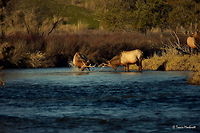 Boys Will Be Boys Vl In this photo from the series Boys Will Be Boys, the young challenging bull continues to fall away from the sparring match. He tries to find his footing on the slippery rocky stream bottom, but seems to have difficulty.<br />
<br />
Previous Photo<br />
http://www.jungledragon.com/image/26655/boys_will_be_boys_v.html<br />
<br />
Next Photo<br />
http://www.jungledragon.com/image/26658/boys_will_be_boys_vll.html Cervus canadensis,Elk,Geotagged,Montana,National Bison Range,United States,Winter,mammals
