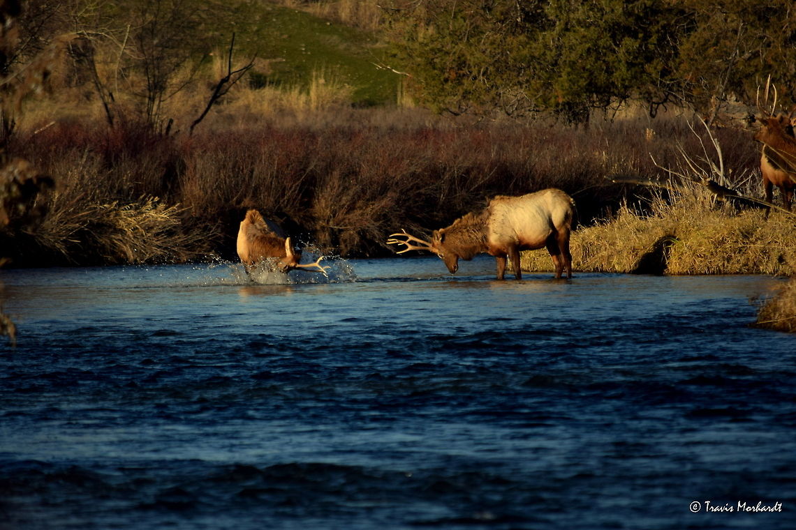 Boys Will Be Boys Vll Here you see the young bull elk is having difficulty finding his footing on the rocky stream bottom as he continues to fall away from the other young bull. The other bull can only look on as his partner starts to soak himself in his own shame, and the water from the river. <br />
<br />
Previous Photo<br />
<figure class="photo"><a href="https://www.jungledragon.com/image/26656/boys_will_be_boys_vl.html" title="Boys Will Be Boys Vl"><img src="https://s3.amazonaws.com/media.jungledragon.com/images/797/26656_thumb.JPG?AWSAccessKeyId=05GMT0V3GWVNE7GGM1R2&Expires=1759968010&Signature=2qyqzqRIKn5Gnkk5gPaUljxi%2BBY%3D" width="200" height="134" alt="Boys Will Be Boys Vl In this photo from the series Boys Will Be Boys, the young challenging bull continues to fall away from the sparring match. He tries to find his footing on the slippery rocky stream bottom, but seems to have difficulty.<br />
<br />
Previous Photo<br />
http://www.jungledragon.com/image/26655/boys_will_be_boys_v.html<br />
<br />
Next Photo<br />
http://www.jungledragon.com/image/26658/boys_will_be_boys_vll.html Cervus canadensis,Elk,Geotagged,Montana,National Bison Range,United States,Winter,mammals" /></a></figure><br />
<br />
Next Photo<br />
<figure class="photo"><a href="https://www.jungledragon.com/image/26659/boys_will_be_boys_vlll.html" title="Boys Will Be Boys Vlll"><img src="https://s3.amazonaws.com/media.jungledragon.com/images/797/26659_thumb.JPG?AWSAccessKeyId=05GMT0V3GWVNE7GGM1R2&Expires=1759968010&Signature=DUrmuc8KXVIKU720zKWbwJQ%2F%2B5Q%3D" width="200" height="134" alt="Boys Will Be Boys Vlll The young bull seems to have found his footing gives a last frustrated attempt to jump back to his feet, now in the middle of the stream.<br />
<br />
Previous Photo<br />
http://www.jungledragon.com/image/26658/boys_will_be_boys_vll.html<br />
<br />
Next Photo<br />
http://www.jungledragon.com/image/26660/boys_will_be_boys_lx.html Cervus canadensis,Elk,Geotagged,Montana,National Bison Range,United States,Winter,mammals" /></a></figure> Cervus canadensis,Elk,Geotagged,Montana,National Bison Range,United States,Winter,mammals