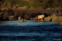 Boys Will Be Boys Vll Here you see the young bull elk is having difficulty finding his footing on the rocky stream bottom as he continues to fall away from the other young bull. The other bull can only look on as his partner starts to soak himself in his own shame, and the water from the river. <br />
<br />
Previous Photo<br />
http://www.jungledragon.com/image/26656/boys_will_be_boys_vl.html<br />
<br />
Next Photo<br />
http://www.jungledragon.com/image/26659/boys_will_be_boys_vlll.html Cervus canadensis,Elk,Geotagged,Montana,National Bison Range,United States,Winter,mammals