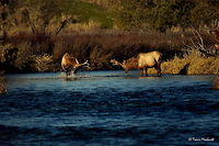 Boys Will Be Boys Vlll The young bull seems to have found his footing gives a last frustrated attempt to jump back to his feet, now in the middle of the stream.<br />
<br />
Previous Photo<br />
http://www.jungledragon.com/image/26658/boys_will_be_boys_vll.html<br />
<br />
Next Photo<br />
http://www.jungledragon.com/image/26660/boys_will_be_boys_lx.html Cervus canadensis,Elk,Geotagged,Montana,National Bison Range,United States,Winter,mammals