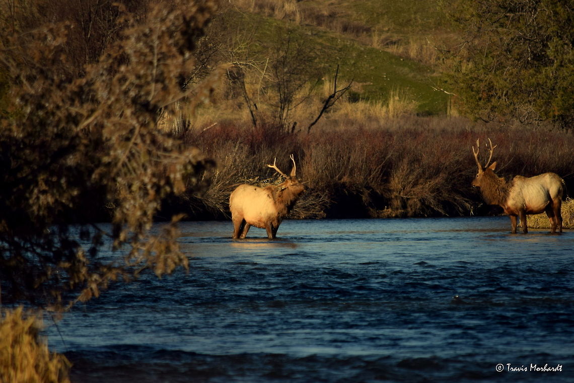 Boys Will Be Boys lX As the young challenging bull finally catches himself, he is now in the middle of the river shaking the water and the shame from his golden coat. He has lost another battle, only because of his own reckless behavior. He looks embarrassed for a moment as the sun starts to dry his coat. The other young bull finally lifts his head as he realizes the threat is over.<br />
<br />
Previous Photo<br />
<figure class="photo"><a href="https://www.jungledragon.com/image/26659/boys_will_be_boys_vlll.html" title="Boys Will Be Boys Vlll"><img src="https://s3.amazonaws.com/media.jungledragon.com/images/797/26659_thumb.JPG?AWSAccessKeyId=05GMT0V3GWVNE7GGM1R2&Expires=1759968010&Signature=DUrmuc8KXVIKU720zKWbwJQ%2F%2B5Q%3D" width="200" height="134" alt="Boys Will Be Boys Vlll The young bull seems to have found his footing gives a last frustrated attempt to jump back to his feet, now in the middle of the stream.<br />
<br />
Previous Photo<br />
http://www.jungledragon.com/image/26658/boys_will_be_boys_vll.html<br />
<br />
Next Photo<br />
http://www.jungledragon.com/image/26660/boys_will_be_boys_lx.html Cervus canadensis,Elk,Geotagged,Montana,National Bison Range,United States,Winter,mammals" /></a></figure><br />
<br />
Next Photo<br />
<figure class="photo"><a href="https://www.jungledragon.com/image/26661/boys_will_be_boys_x.html" title="Boys Will Be Boys X"><img src="https://s3.amazonaws.com/media.jungledragon.com/images/797/26661_thumb.JPG?AWSAccessKeyId=05GMT0V3GWVNE7GGM1R2&Expires=1759968010&Signature=2KUlJCJ%2BytbNoR9ShKQ4X3zE6x0%3D" width="200" height="134" alt="Boys Will Be Boys X Here, in the final photo from the series Boys Will Be Boys, the two young bull elk drink from the river together. They both look calm and peaceful, as if the event only seconds before never happened. If one were to look at this photo without seeing the rest, they would have no idea that the two bulls ever had any confrontation at all.<br />
<br />
Previous Photo<br />
http://www.jungledragon.com/image/26660/boys_will_be_boys_lx.html Cervus canadensis,Elk,Geotagged,Montana,National Bison Range,United States,Winter,mammals" /></a></figure> Cervus canadensis,Elk,Geotagged,Montana,National Bison Range,United States,Winter,mammals
