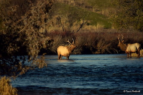Boys Will Be Boys lX As the young challenging bull finally catches himself, he is now in the middle of the river shaking the water and the shame from his golden coat. He has lost another battle, only because of his own reckless behavior. He looks embarrassed for a moment as the sun starts to dry his coat. The other young bull finally lifts his head as he realizes the threat is over.

Previous Photo
http://www.jungledragon.com/image/26659/boys_will_be_boys_vlll.html

Next Photo
http://www.jungledragon.com/image/26661/boys_will_be_boys_x.html Cervus canadensis,Elk,Geotagged,Montana,National Bison Range,United States,Winter,mammals