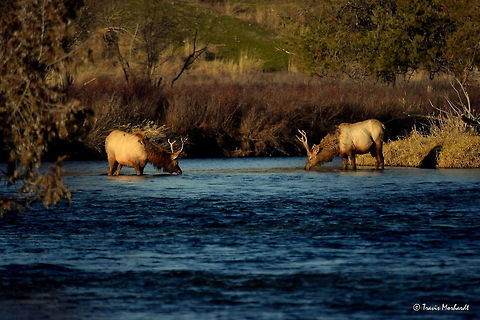 Boys Will Be Boys X Here, in the final photo from the series Boys Will Be Boys, the two young bull elk drink from the river together. They both look calm and peaceful, as if the event only seconds before never happened. If one were to look at this photo without seeing the rest, they would have no idea that the two bulls ever had any confrontation at all.

Previous Photo
http://www.jungledragon.com/image/26660/boys_will_be_boys_lx.html Cervus canadensis,Elk,Geotagged,Montana,National Bison Range,United States,Winter,mammals