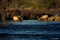 Boys Will Be Boys X Here, in the final photo from the series Boys Will Be Boys, the two young bull elk drink from the river together. They both look calm and peaceful, as if the event only seconds before never happened. If one were to look at this photo without seeing the rest, they would have no idea that the two bulls ever had any confrontation at all.<br />
<br />
Previous Photo<br />
http://www.jungledragon.com/image/26660/boys_will_be_boys_lx.html Cervus canadensis,Elk,Geotagged,Montana,National Bison Range,United States,Winter,mammals