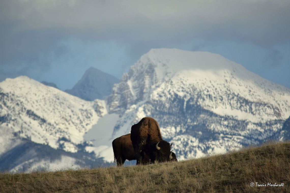 Bison Grazing Against the Mission Mountains - National Bison Range, MT Bison graze on an open hillside in Montana&#039;s National Bison Range as a snowy landscape made up of the Mission Mountains looms in the distance. American bison,Bison bison,Geotagged,National Bison Range,United States,Winter,mammals,montana,mountains