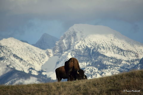 Bison Grazing Against the Mission Mountains - National Bison Range, MT Bison graze on an open hillside in Montana's National Bison Range as a snowy landscape made up of the Mission Mountains looms in the distance. American bison,Bison bison,Geotagged,National Bison Range,United States,Winter,mammals,montana,mountains