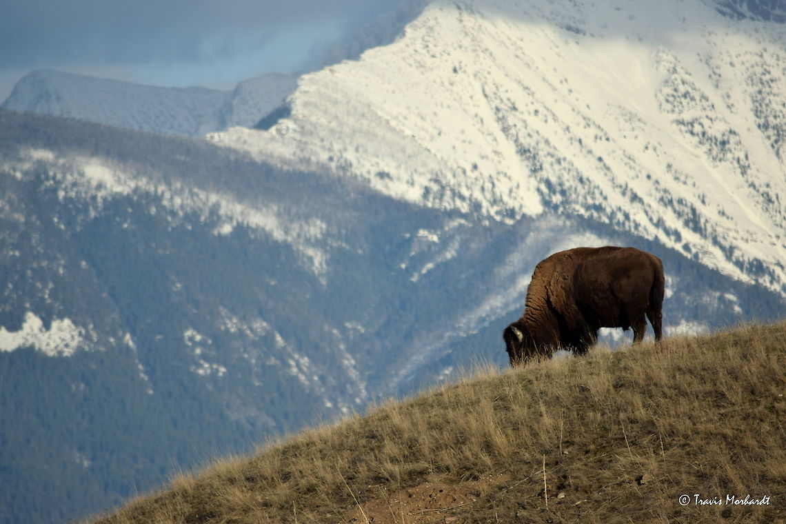 Lone Bison Against the Mission Mountains - National Bison Range, MT A lone bull bison feeds on grass on a knoll in Montana&#039;s National Bison Range as the snow-capped Mission Mountain range towers behind. American bison,Bison bison,Geotagged,Mammals,Montana,Mountains,National Bison Range,United States,Winter