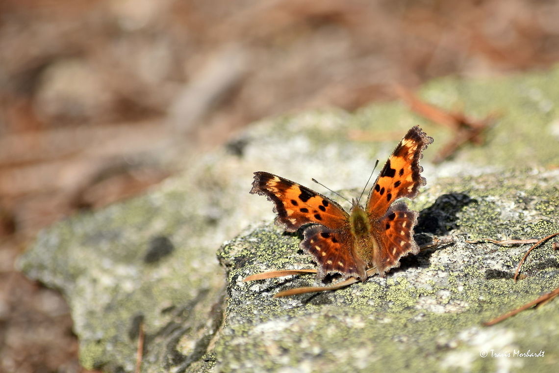 Green Comma with Wings Spread The first butterfly I have seen and photographed of the year! These commas usually don&#039;t start flying until April or May, but with the unseasonably warm end to our winter it seems this specimen decided to get an early start. I noted one other comma on the day, but was unable to photograph. Found in north Idaho&#039;s Selkirk mountains, elevation approximately 5,000 feet (1,524 meters). Butterfly,Geotagged,Green Comma,Idaho,Insects,Polygonia faunus,United States,Winter