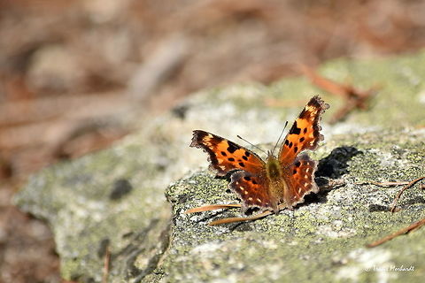 Green Comma with Wings Spread The first butterfly I have seen and photographed of the year! These commas usually don't start flying until April or May, but with the unseasonably warm end to our winter it seems this specimen decided to get an early start. I noted one other comma on the day, but was unable to photograph. Found in north Idaho's Selkirk mountains, elevation approximately 5,000 feet (1,524 meters). Butterfly,Geotagged,Green Comma,Idaho,Insects,Polygonia faunus,United States,Winter