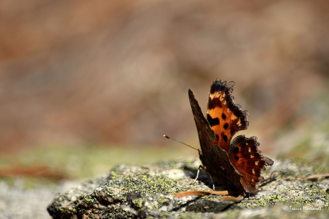 Green Comma with Closed Wings l A view of the green comma a photographed on March 7 with wings slightly open. Captured in north Idaho. Butterfly,Geotagged,Green Comma,Idaho,Insects,Polygonia faunus,United States,Winter