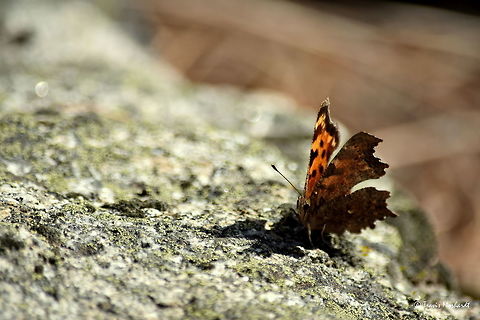 Green Comma with Closed wings ll Another view of the green comma I photographed on March 7 in north Idaho. Butterfly,Geotagged,Green Comma,Idaho,Insects,Polygonia faunus,United States,Winter