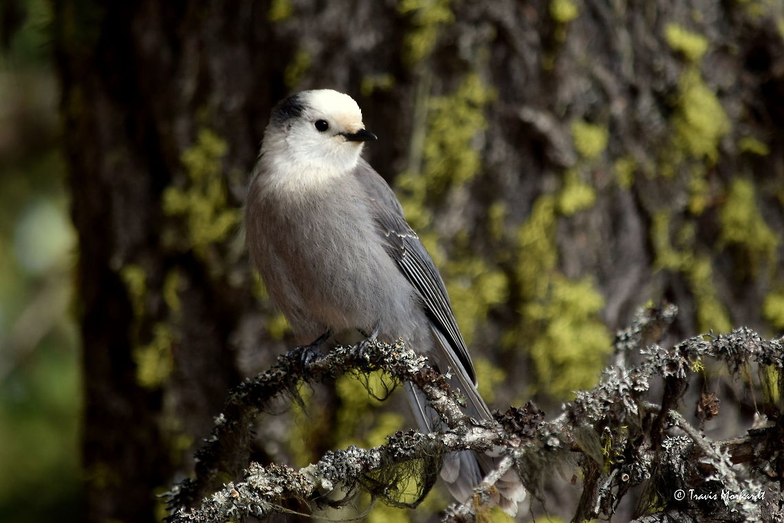 Noisy Whiskey Jack A noisy whiskey jack, or gray jay, perched on a tree branch covered in lichens in north Idaho&#039;s Selkirk Mountains. Birds,Geotagged,Gray Jay,Idaho,Perisoreus canadensis,United States,Winter