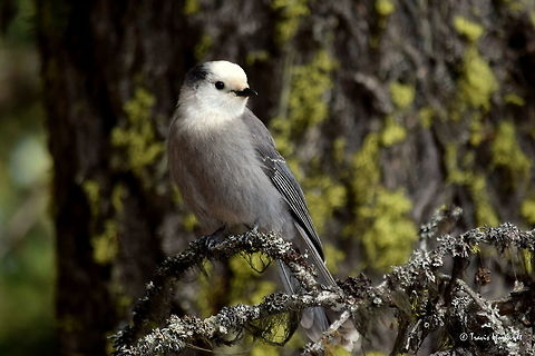 Noisy Whiskey Jack A noisy whiskey jack, or gray jay, perched on a tree branch covered in lichens in north Idaho's Selkirk Mountains. Birds,Geotagged,Gray Jay,Idaho,Perisoreus canadensis,United States,Winter